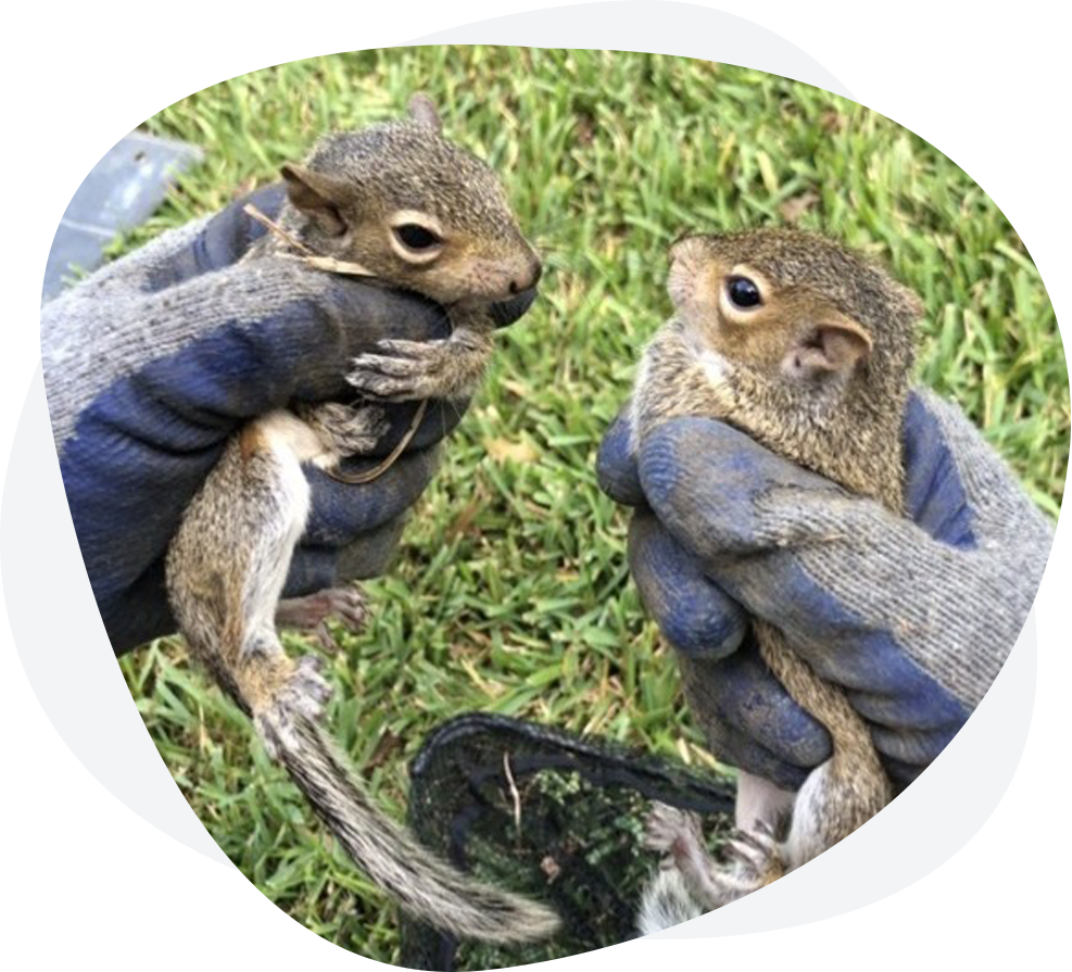 Squirrel Removal Service
