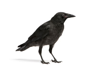 Crows bird control. Common pest birds in central PA