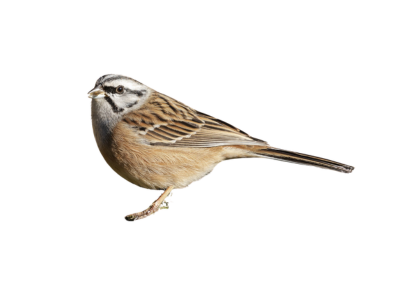 Sparrows bird control. Common pest birds in central PA