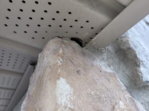 Wildlife Exclusion Services