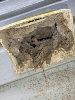 Wildlife Exclusion Services