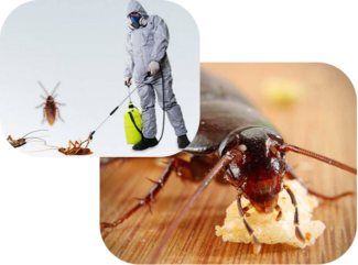 Expert Cockroach Control Services