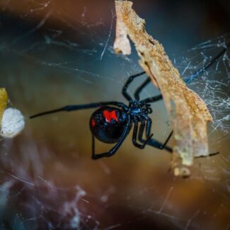 Professional Spider Control Services |