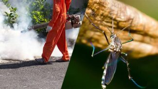 Professional Mosquito Control Services