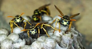 Best Wasp Nest Control Services