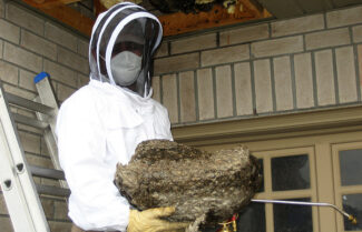 Best Wasp Nest Control Services
