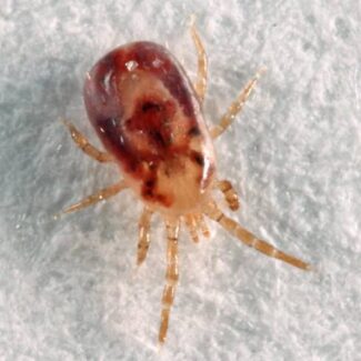 Bird Mites Removal Services