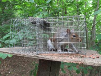 Squirrel Removal Services