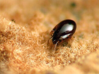 Professional bird mite Control Services