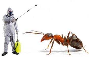 Expert Ant Control Services