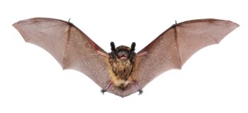 Affordable bat Control Services