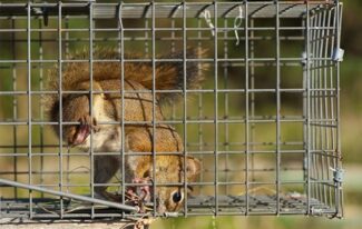 Squirrel Control Services