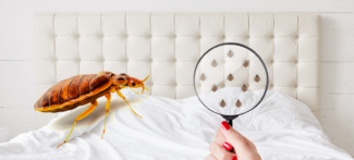 Affordable bugs Control Services