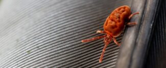 Best Mite Control Services
