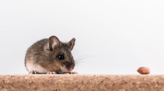 mice control central PA